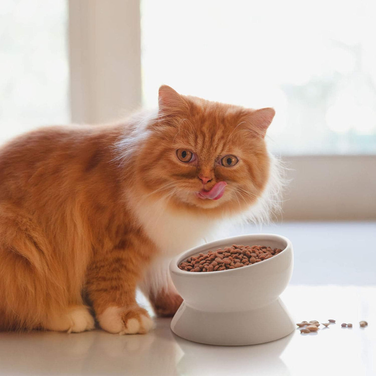 Elevated Tilted Ceramic Cat Bowl - No Spill Design for Comfortable Eating and Drinking, 15oz Capacity, Dishwasher Safe